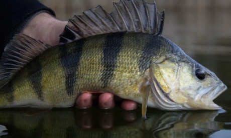 Dit wist je nog niet over de meest gevangen roofvis van Nederland