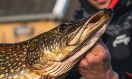 Dit zijn VIER tips voor het vissen met dood aas!