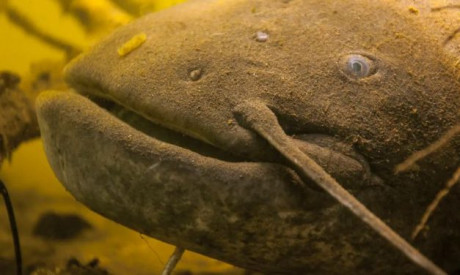 Meerval eet vooral invasieve exoten!