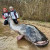 *** BREAKING *** Meerval van bijna 3 meter!!! NIEUW WERELDRECORD